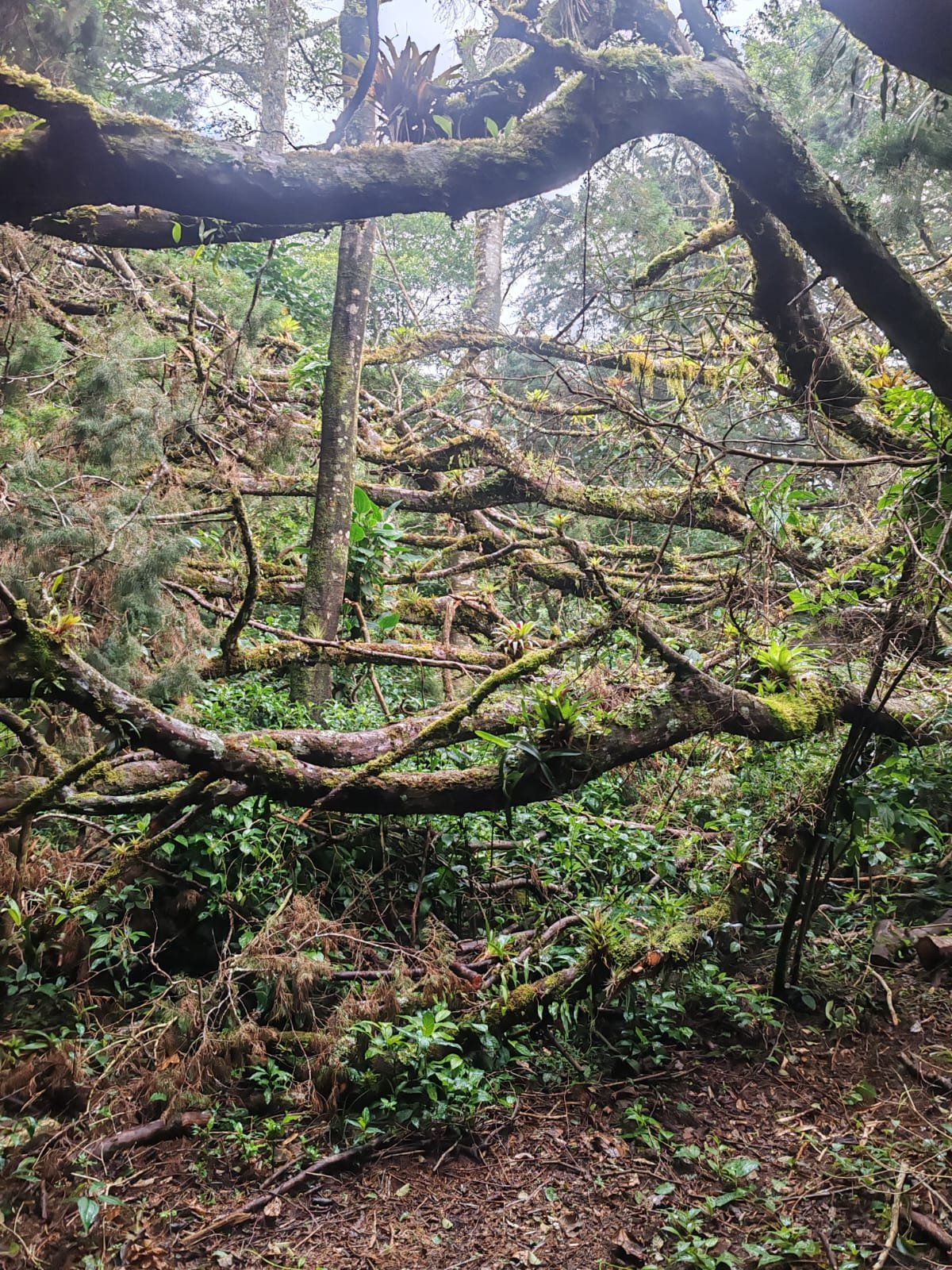 Tiny en bosque